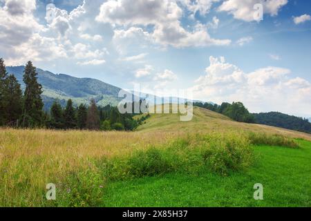 Landschaft mit Wiese in Bergen. Bäume auf dem grasbewachsenen Hügel im Abendlicht. Ländliche Gegend von transkarpaten ukraine Stockfoto