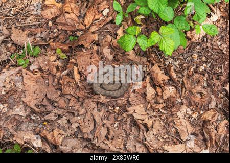 Würfelschlange (Natrix tessellata) auf Laub am nahe-Ufer im Naturschutzgebiet Bad Münster am Stein gewickelt Stockfoto