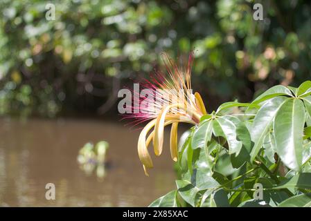 Pachira aquatica Stockfoto