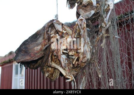 Nahaufnahme von Viehfischköpfen hängen vor einem typischen norwegischen Roten Haus neben einem Fischernetz. Stockfoto