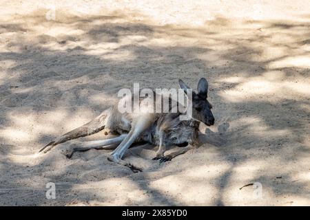 Rotes Känguru. Macropus rufus ruhend. West Austalia. Stockfoto