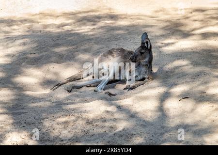 Rotes Känguru. Macropus rufus ruhend. West Austalia. Stockfoto