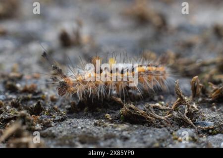 Seitenansicht einer haarigen raupe Stockfoto