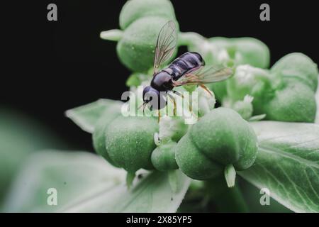 Kleine schwarze hoverfly, die auf einer kleinen grünen Blume liegt. Stockfoto