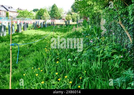 Abseilen des Bereichs auf dem Friedhof, damit Wildblumen wachsen können Stockfoto