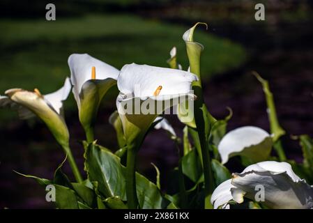 Zantedeschia aethiopica oder Calla Lily blühen im Garten, Irland Stockfoto