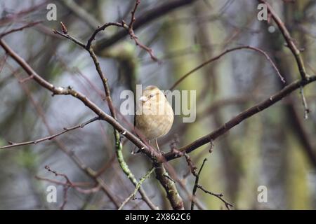 Der gewöhnliche Chafinch sitzt auf einem Zweig, County Durham, England. Stockfoto