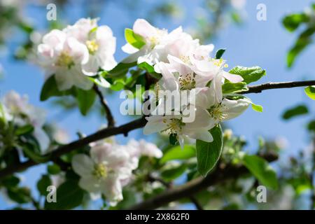 Nahaufnahme der zarten Apfelblüten in voller Blüte an einem sonnigen Tag, die die Schönheit des Frühlings und die Erneuerung der Natur repräsentieren. Stockfoto