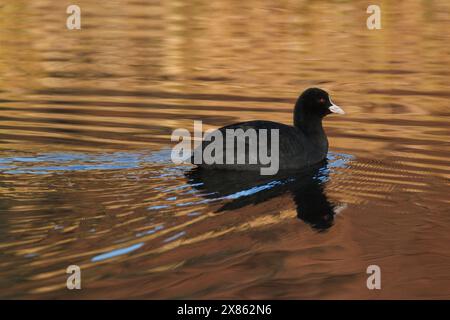 Ein gemeiner oder eurasischer Coot (Fulica atra) schwimmt auf einem See in Kanagawa, Japan. Stockfoto