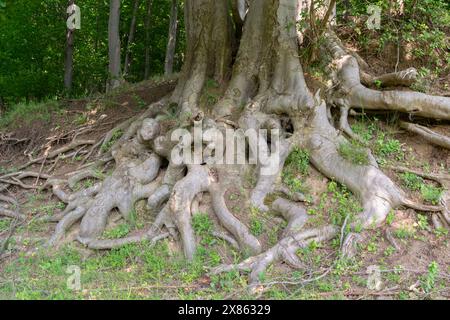 Massive Baumwurzeln, Die Sich Über Den Waldboden Ausbreiten Stockfoto