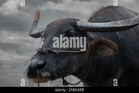 Der Wasserbüffel Bubalus bubalis wird auch als Hauswasserbüffel oder asiatischer Wasserbüffel bezeichnet. Wasserbüffel in der Landwirtschaft in Vietnam. Stockfoto