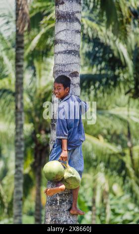 Philippinen, Mindenao, Junge sammelte Kokosnüsse von Palmen. Stockfoto