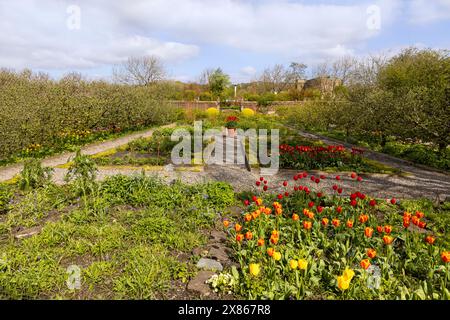 Spring in the Garden of Wordsworth House, Kindersitz des Dichters Wiliiam Wordsworth, Cockermouth, Cumbria, Lake District, England, Großbritannien. Stockfoto