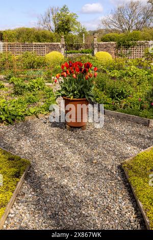 Spring in the Garden of Wordsworth House, Kindersitz des Dichters Wiliiam Wordsworth, Cockermouth, Cumbria, Lake District, England, Großbritannien. Stockfoto