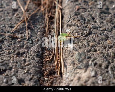 Grüne stinkende Schildkäfer (Palomena prasina), die aussieht wie ein Blatt auf einer Asphaltstraße krabbelt. Stockfoto