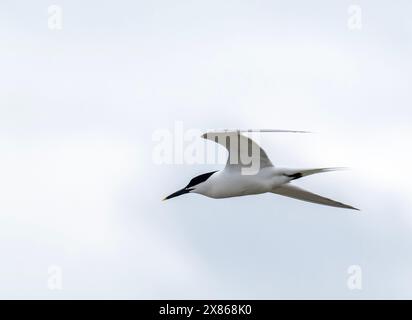 A Sandwich Tern, Thalasseus sandvicensis in Hodbarrow, Millom, Cumbria, Großbritannien. Stockfoto