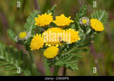 Detaillierte Nahaufnahme der gelben Blüten der North-American Dune oder Eastern Tancy, Tanacetum bipinnatum, an der Küste Oregons in Bandon Stockfoto