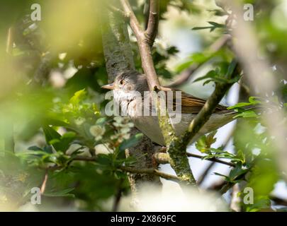 Ein gemeiner Whitethroat, Sylvia communis in Longtown, Cumbria, Großbritannien. Stockfoto