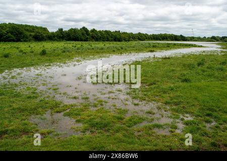 Dorney, Großbritannien. Mai 2024. Die Überschwemmungen auf Dorney Common in Buckinghamshire sind diesen Monat viel schlimmer geworden als sonst. Die Einheimischen glauben, dass das überschüssige Hochwasser von einem Überlaufrohr zum Common vom Roundmoor-Graben kommt. Das Wasser der Themse darf gesetzlich in den Roundmoor-Graben abgeleitet werden, aber nur bei starkem Regen. Obwohl die Karte des Thames Water Event Duration Monitor seit dem 6. April 2024 keine Ableitungen aus dem nahe gelegenen Thames Water Slough Abwasseraufbereitungswerk in den Roundmoor Ditch gezeigt hat, sind die Einheimischen besorgt, dass der Anstieg des verschmutzten Wasserspiegels auf die angebliche Themse zurückzuführen ist Stockfoto