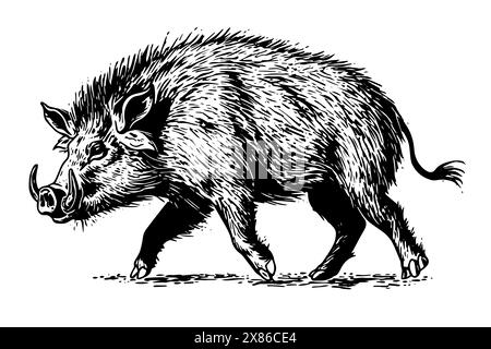 Wildschwein oder Wildschwein Zeichnung Tusche Skizze, Vintage Gravur Stil Vektor Illustration. Stock Vektor