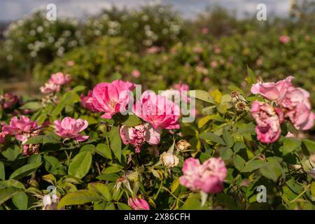 Eine Nahaufnahme leuchtender rosafarbener Rosen in voller Blüte inmitten üppig grüner Blätter. Der Hintergrund zeigt mehr Rosen in einem farbenfrohen und blühenden Garten unter einem klaren, sonnigen Himmel. Stockfoto