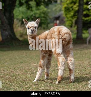 Alpakagabe Stockfoto