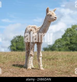 Alpaca cria Stockfoto