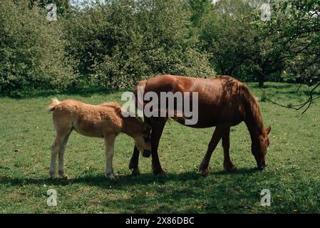 stute mit Fohlen im Frühlingsgarten. Hochwertige Fotos Stockfoto