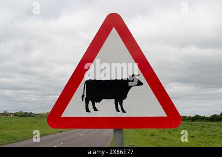 Dorney, Buckinghamshire, Großbritannien. Mai 2024. Ein Straßenschild, das die Fahrer vor Kühen warnt. Dorney Common ist Common Land, wo die Bürger seit über 1.000 Jahren das Recht hatten, Rinder zu weiden. Kredit: Maureen McLean/Alamy Stockfoto