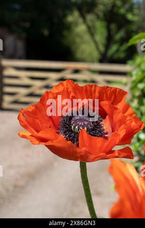 Nahaufnahme eines großen, hellroten Mohnblumenkopfes, der bei Sonnenschein im späten Frühling an einem Holztor in einer privaten Einfahrt in Großbritannien wächst. Stockfoto