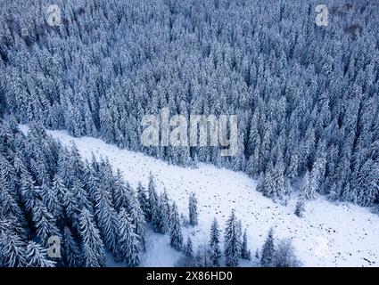 Winterwetter in Bulgarien. Aus der Vogelperspektive sehen Touristen einen Spaziergang in einem verschneiten Wald an einem sonnigen Wintertag nach einem Schneefall. Stockfoto