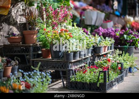 Messe der Blumen in Tiflis. Schöne Blumen und Pflanzen für Haus oder Garten. Sommer in Georgien Stockfoto