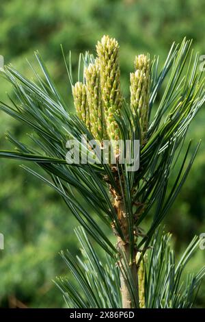 Pinus flexilis „Vanderwolfs Pyramid“ Limber Pine, Limbertwig, Rocky Mountain White Pine Stockfoto