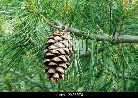 Pinus contorta Kegel Kiefer Lodgepole Kiefer Stockfoto