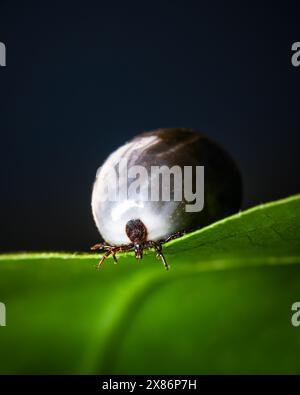 Gezogene Hirschzecke (Ixodes ricinus) auf grünem Blatt. Gefährlicher Milbenparasit mit aufgeblähtem Körper, dicht aufgebläht. Makroaufnahme Stockfoto