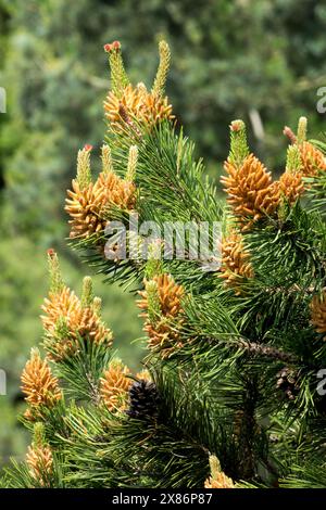 Pinus contorta „Spaans Zwerg“ männliche Kegel, Lodgepole Kiefer Stockfoto