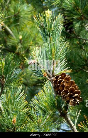 Weiblich, Kegel Pinus peuce 'glauca' Balkankiefer, Nadeln Stockfoto