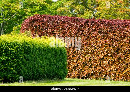 Europäische Buchenhecke Fagus sylvatica purpurea Atropunicea, Garten Stockfoto