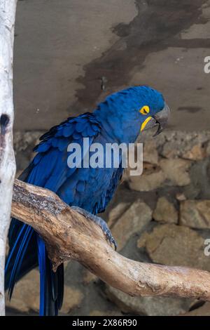 Hyazintharas Papagei im biblischen Zoo in Jerusalem, Israel. Hochwertige Fotos Stockfoto