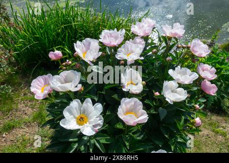 Chinesische Pfingstrose, Garten, klumpig getuftet, weiß Rosa, hübsch, Paeonia lactiflora Pfingstrosen Stockfoto