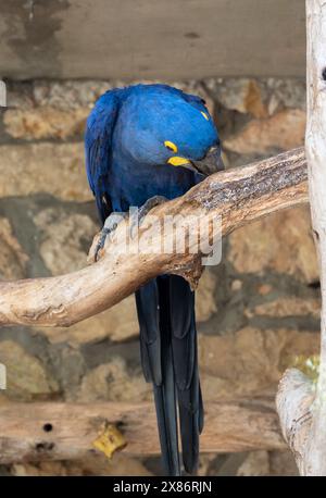 Hyazintharas Papagei im biblischen Zoo in Jerusalem, Israel. Hochwertige Fotos Stockfoto