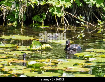 Little Grebe, Tachybaptus ruficollis füttert Küken in Sizergh Castle, Kendal, Cumbria, Großbritannien. Stockfoto