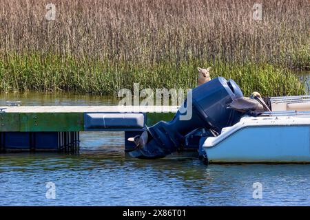 Ein Kojotenköder wird verwendet, um Vögel davon abzuschrecken, auf Booten zu sitzen, aber Pelikane ignorieren, wenn man auf einem Boot sitzt, das am Shem Creek Park in Mount PLE angedockt ist Stockfoto