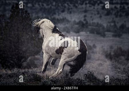 Die Steens Mountain Wildpferde können von Pinto über Buchsleder, Sauerampfer, Bucht, Palomino, Graubraun und Schwarz reichen. Stockfoto