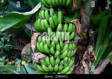 Ein Haufen frischer grüner Bananen auf der Bananenpalme, die auf Plantagen im tropischen Wald geerntet werden, Bio-Produkte von Öko-Farm Stockfoto