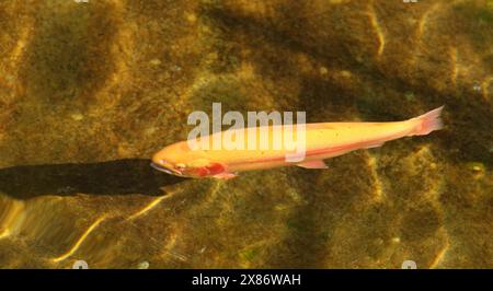 Albino-Regenbogenforellen (Oncorhynchus mykiss) in der Giant Springs Trout Hatchery in Great Falls, Montana Stockfoto