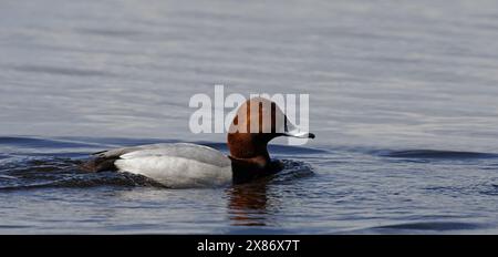 Gemeine Pochard-Männchen schwimmen in ruhigem Wasser Stockfoto