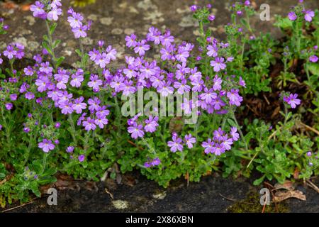 Erinus alpinus, auch bekannt als der Feen-Fuchshandschuh-Alpenbalsam, Sternenblume und Leberbalsam. Eine klumpenbildende, alpine Steinpflanze mit rosa Blüten. Stockfoto