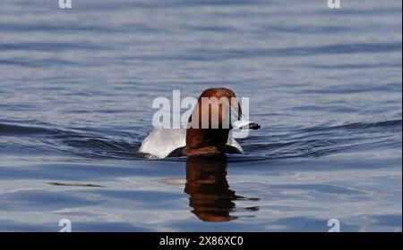 Gemeine Pochard-Männchen schwimmen in ruhigem Wasser Stockfoto