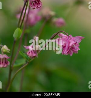 Aquilegia vulgaris „Dorothy Rose“. Eine doppelte rosa Aquilegia. Auch bekannt als Crows Foot und Grannys Bonnet. Stockfoto